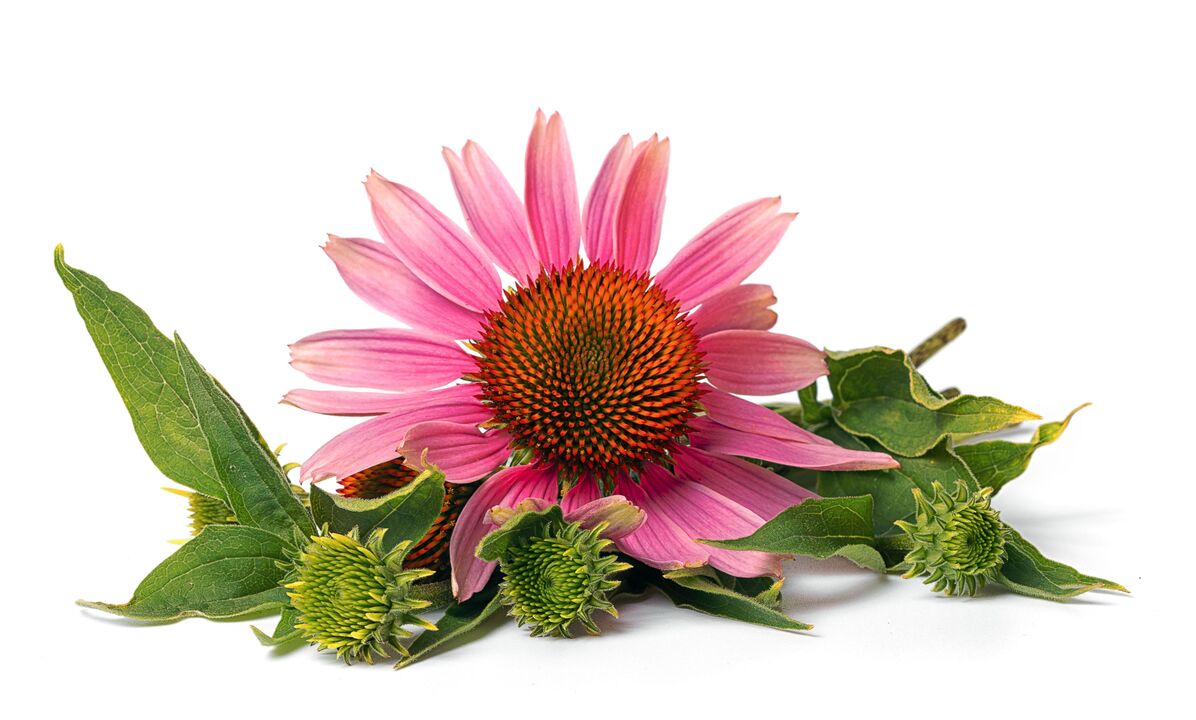 Echinacea in capsule cardiformi