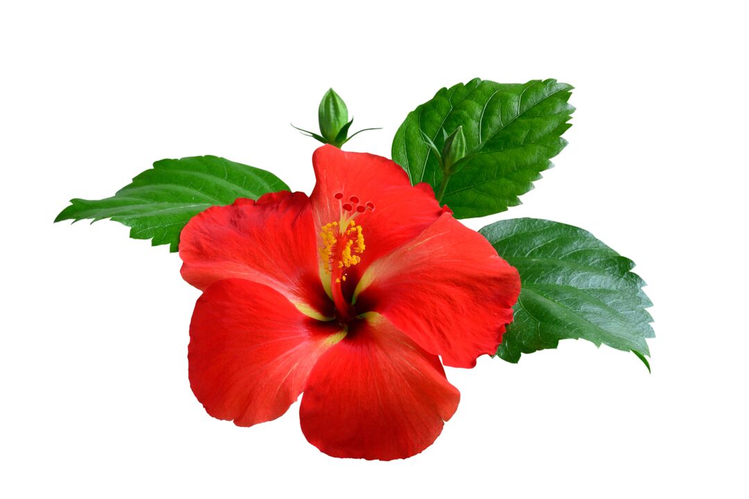 Fiore di ibisco come parte delle capsule cardiformi