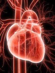 Sistema cardio vascolare e ipertensione